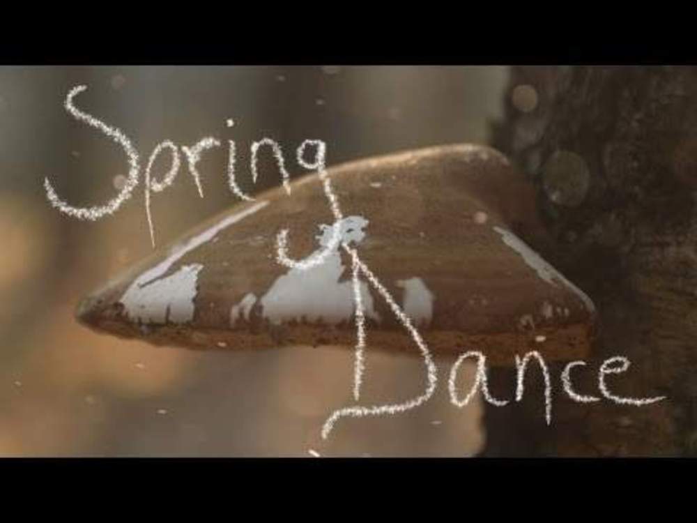 4030 Spring Dance